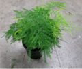 4" Fern Asparagus Plumosus